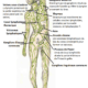 Effets des ventouses sur le système lymphatique : ventousothérapie lymphatique